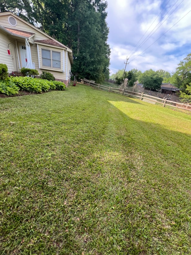 Striped backyard lawn beside trimmed shrub beds