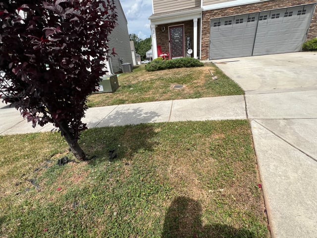 Front lawn and sidewalk strip beside a red-leaf ornamental tree
