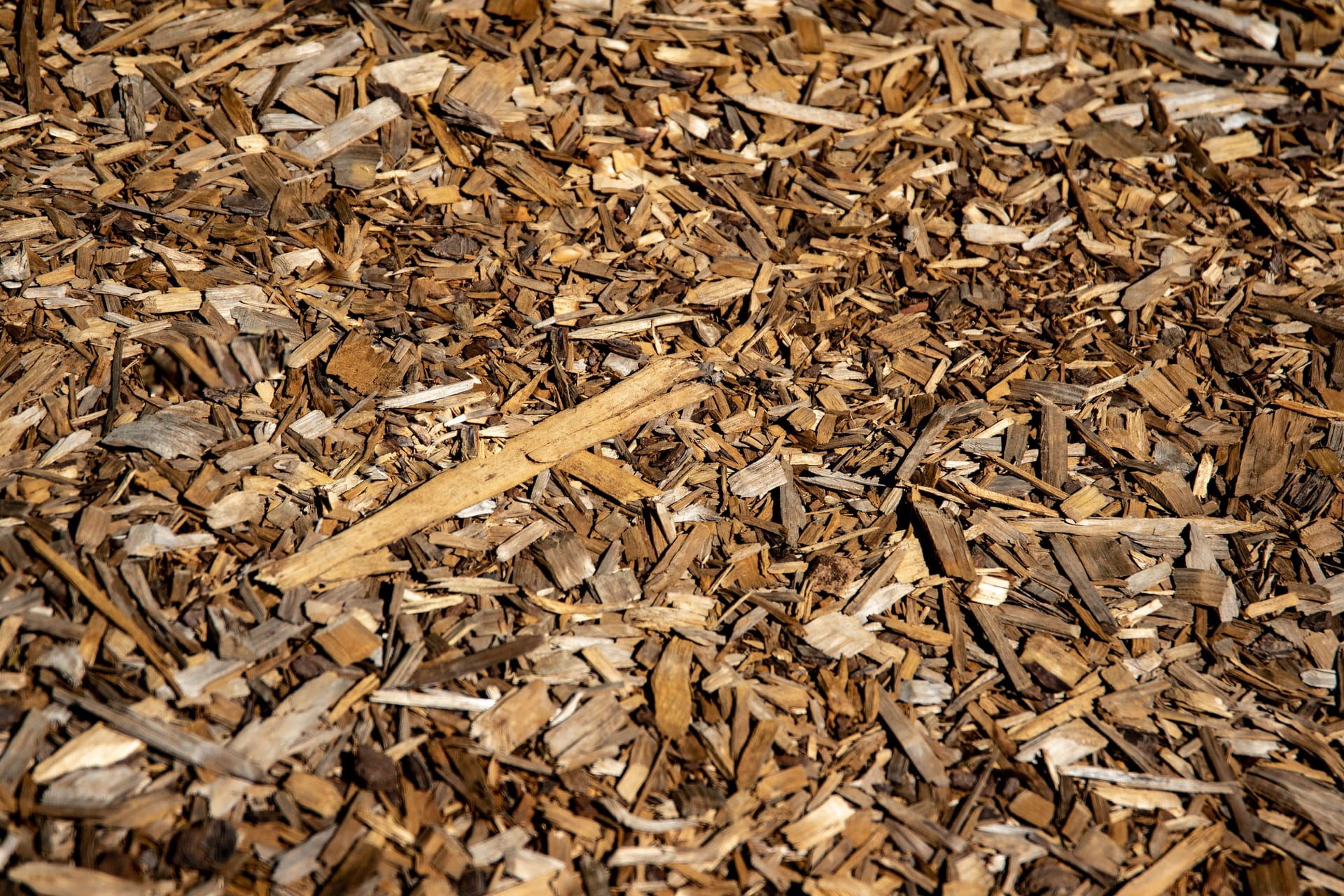 Mulch: How Deep, How Often, and the Mistake That Kills Trees