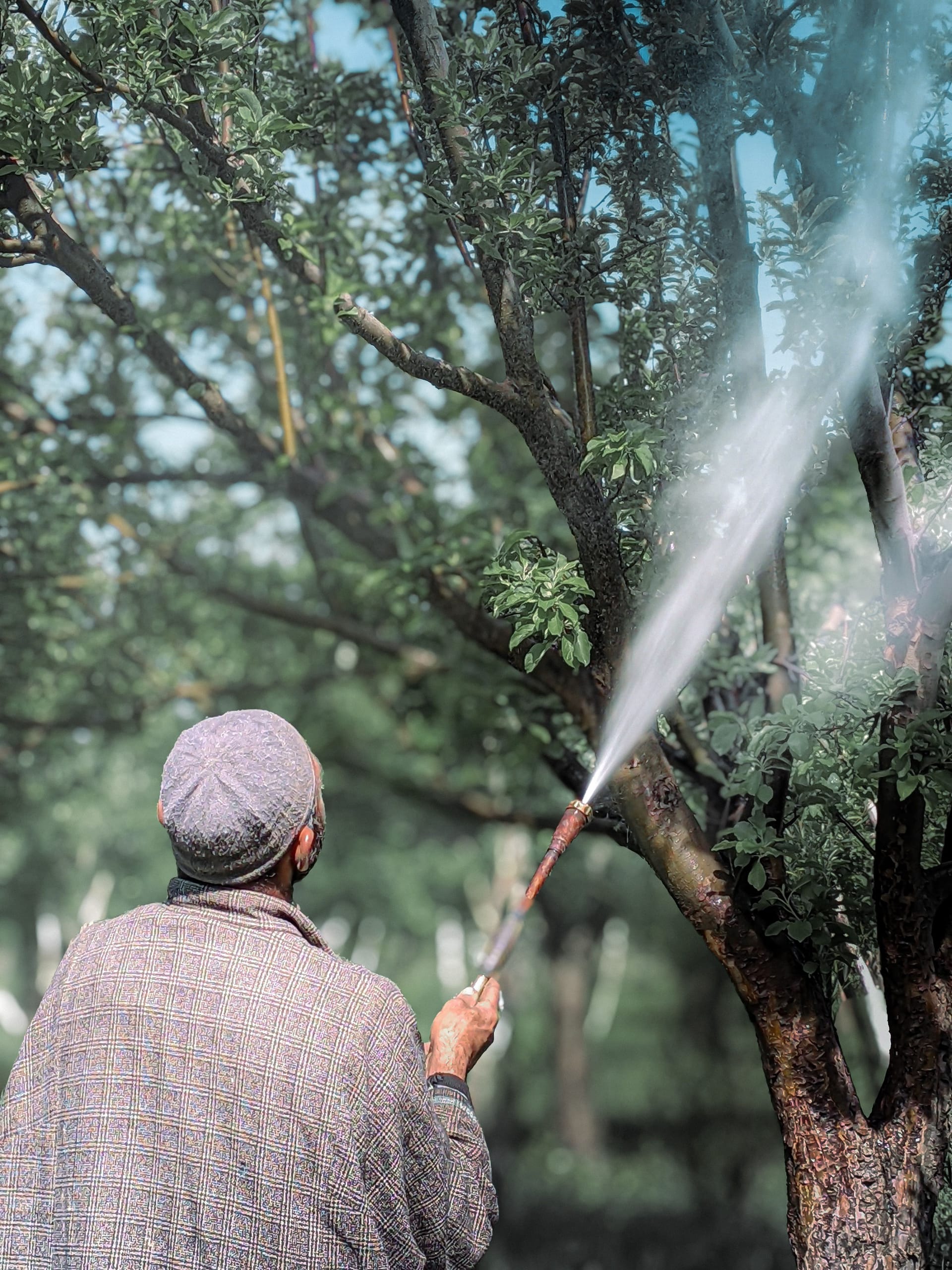 Insect Fumigation